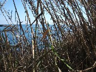 pomulini-20110311 248